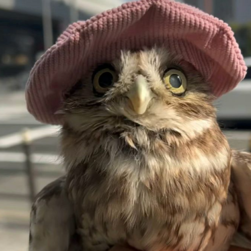 Owl Image